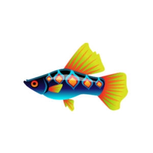 Blue-bellied Hi-Fin Platy